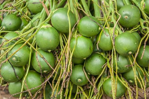 1663088449732443.jpg 攝圖網_502433199_檳榔(非企業商用).jpg