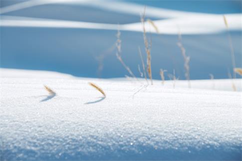 1670171562439569.jpg 攝圖網(wǎng)_500408605_banner_雪地毛毛草(非企業(yè)商用).jpg