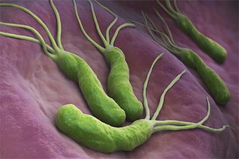 zDW(wng)_306531274_PyloriHelicobacterPyloriһNθl(f)F(xin)ĸ΢：3DʾI(y)ã.jpg